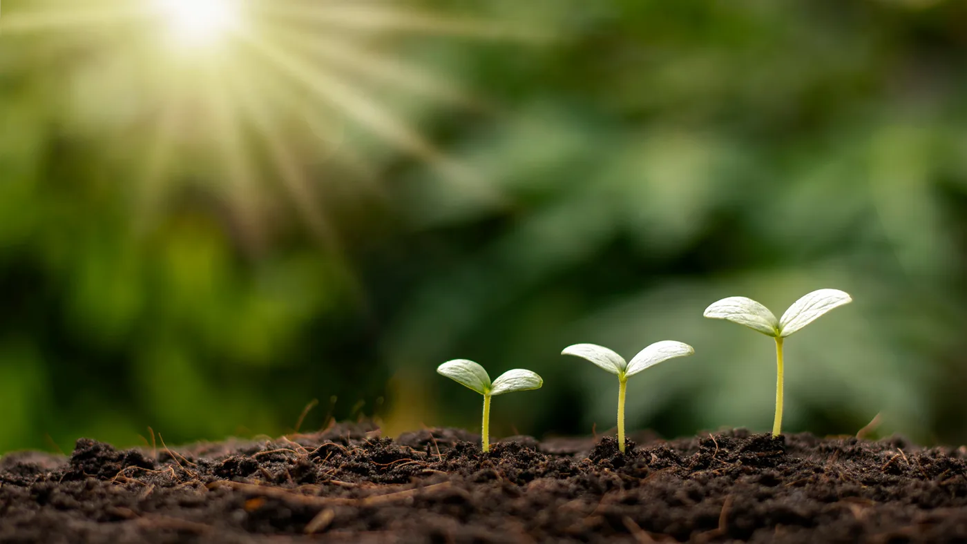 Three seedlings growing from soil in warm sunlight